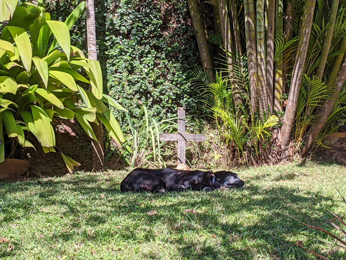 A month after his mast cell cancer diagnosis, Zeno napping where he was eventually laid to rest together with Atlas, Tiradentes, MG, Jun’21