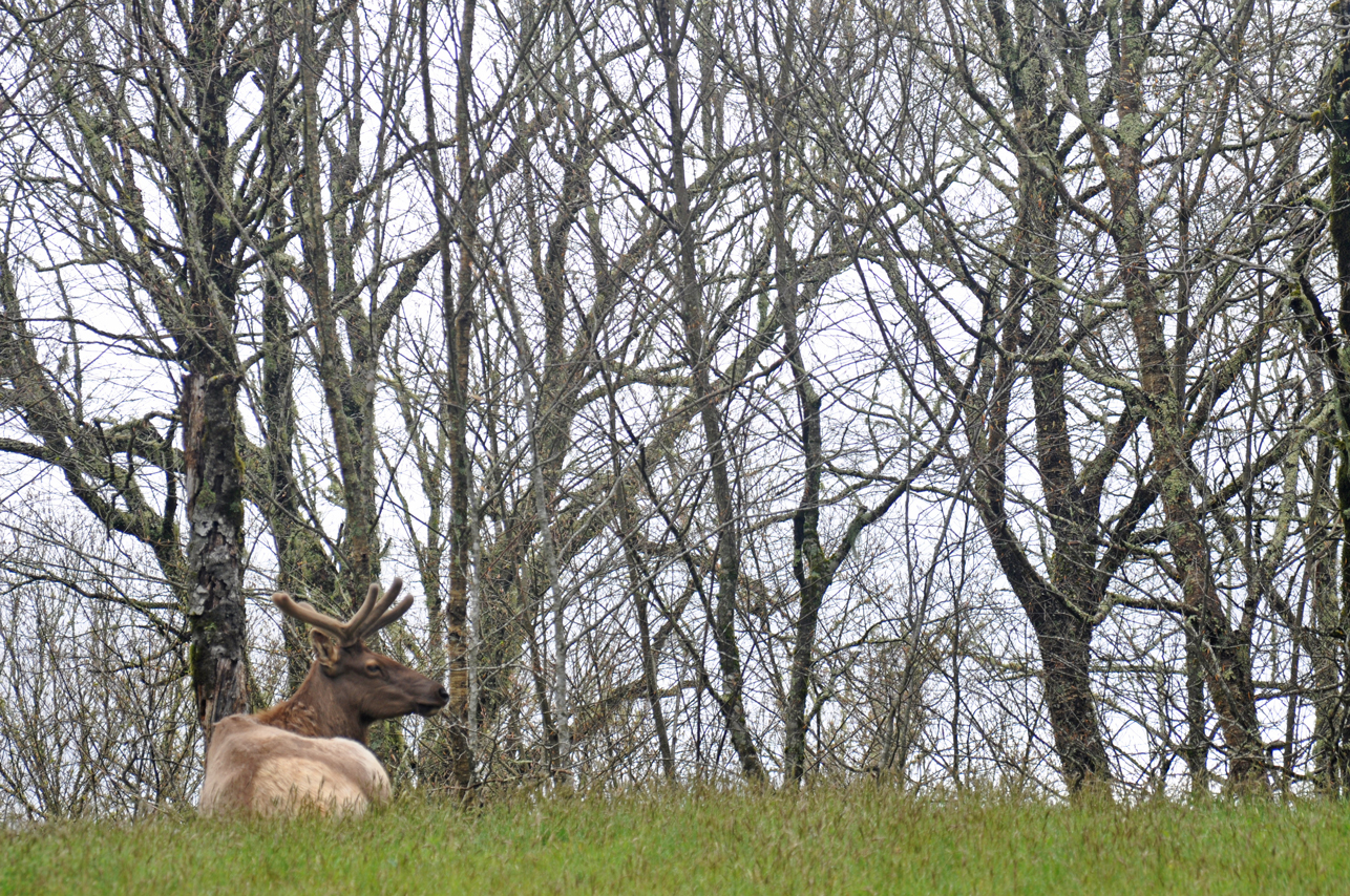 Mountain elk, on cutoff to Masonic Marker, BRP, NC