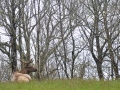 Mountain elk, on cutoff to Masonic Marker, BRP, NC